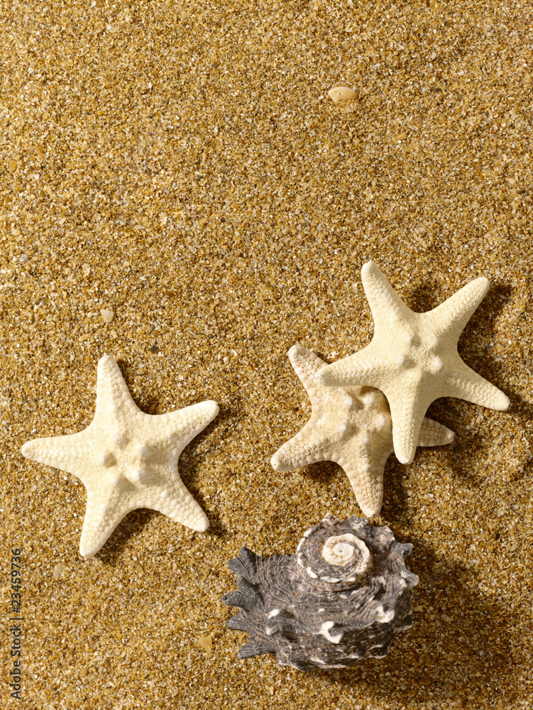 Marine still life over sand in bright sunlight Marine still life over sand in bright sunlight
