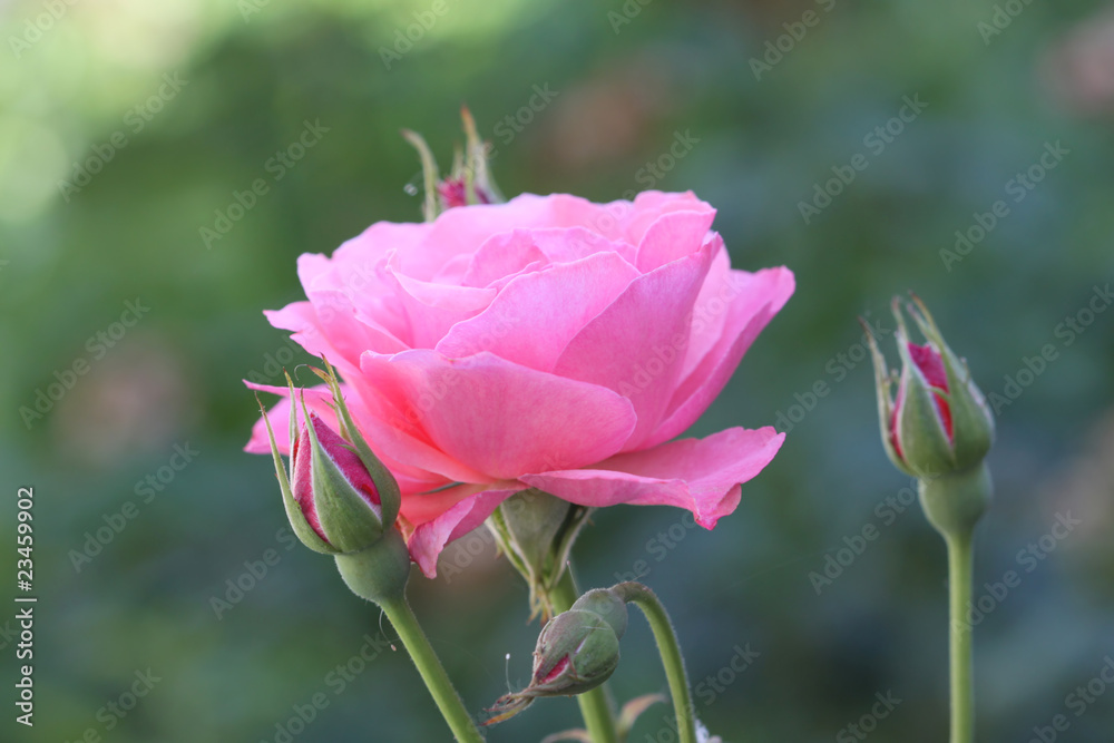 one tender pink rose flower head, macro
