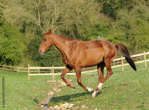A horse running in field © jamstockfoto