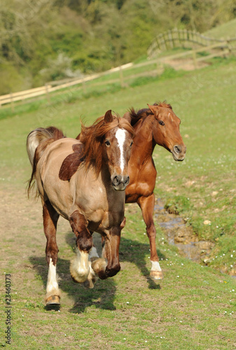 Fototapeta Naklejka Na Ścianę i Meble -  A horse running in field