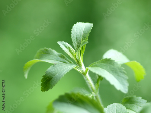 Stevia Honigpflanze photo