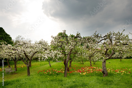 Tulpen  im Obstgarten