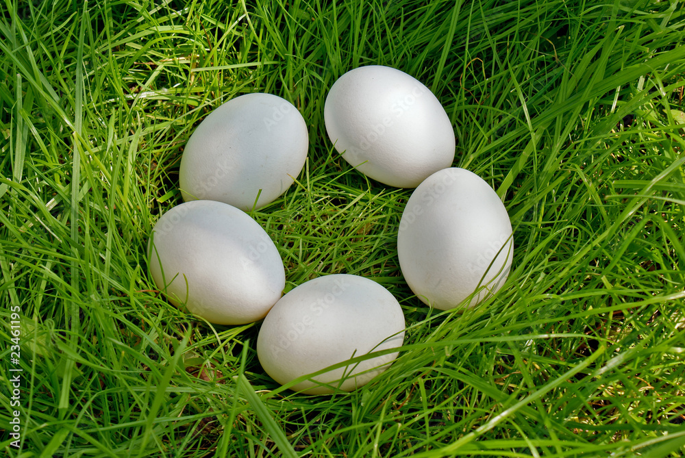 chicken egg upon green grass chicken egg upon green grass