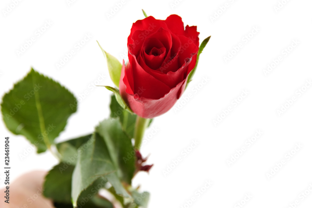 beautiful red flower