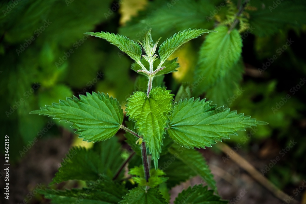 Nettles - dangerous weed and alternative medicine Nettles - dangerous weed and alternative medicine