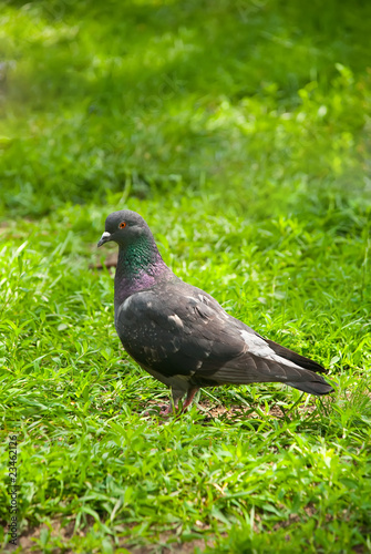 pigeon in the grass