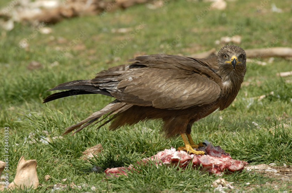 Fototapeta premium Milano negro