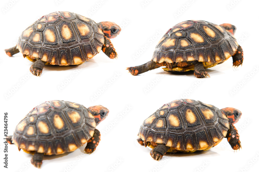 Fototapeta premium Tortoise