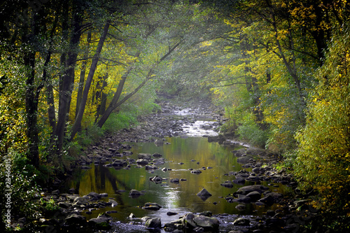 Fototapeta Naklejka Na Ścianę i Meble -  Foggy creek