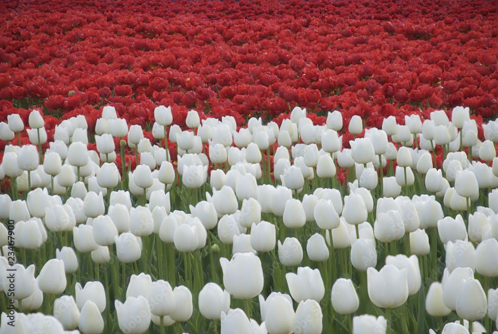 Fototapeta premium Red and white