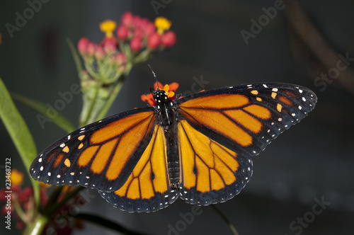 Monarch butterfly photo