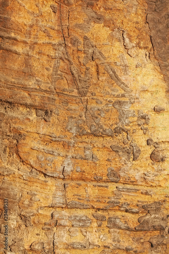 Texture of surface of tree's bark