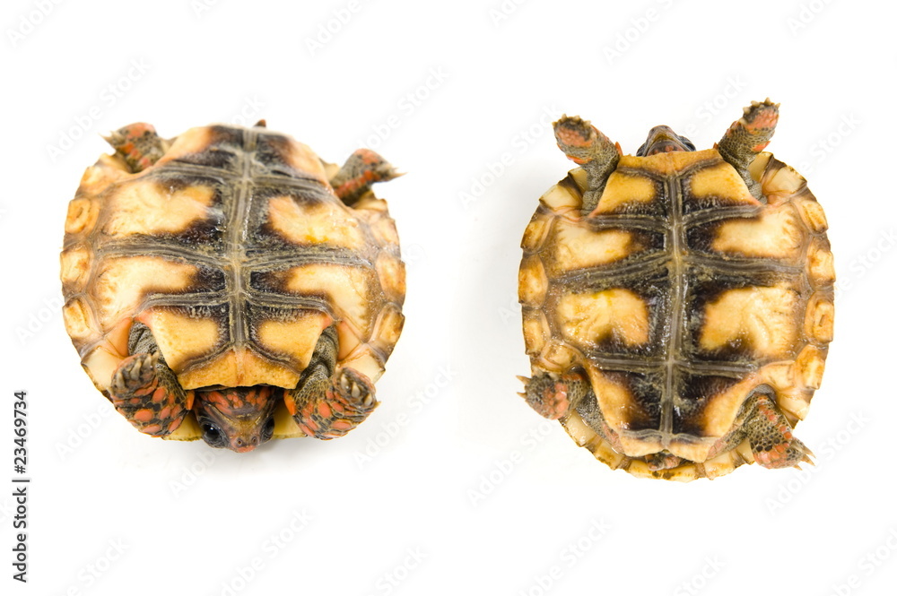 Naklejka premium Tortoise