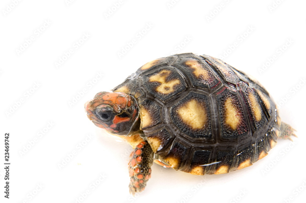 Fototapeta premium Tortoise