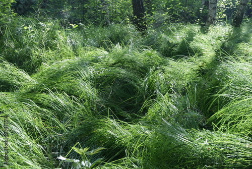 Waldwiese