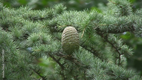 Big fir cone