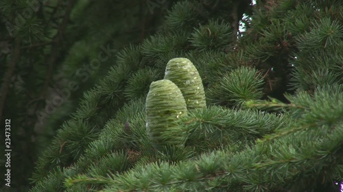 Two big fir cones