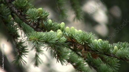 Small fir cones