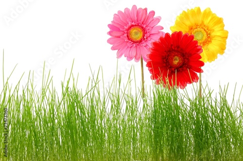 flower and grass