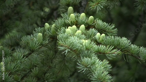 Small fir cones