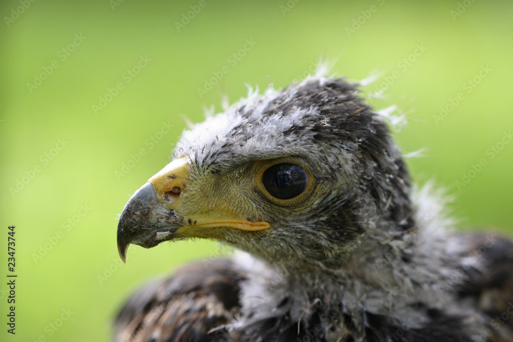 Obraz premium Junger Greifvogel
