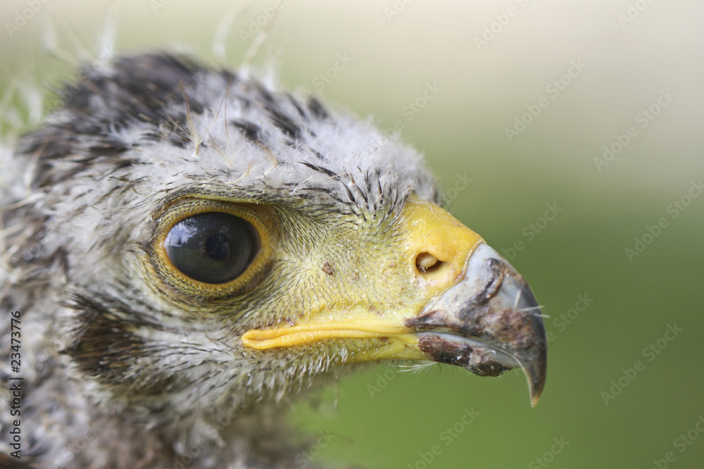 Obraz premium Nahaufnahme eines jungen Greifvogels