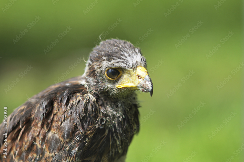 Obraz premium Süßer kleiner Geier