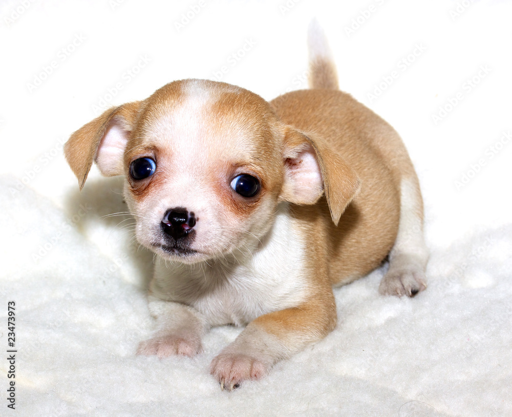 Chihuahua puppy