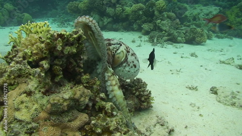 Reef octopus moving over coral hunting for food