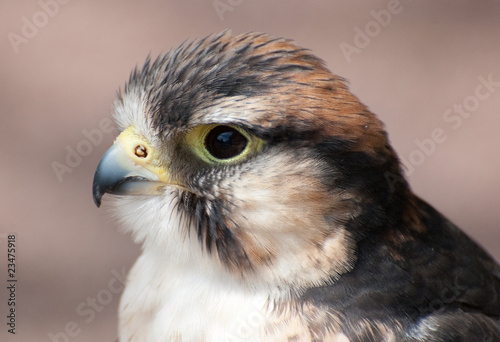 hawk bird of prey profile