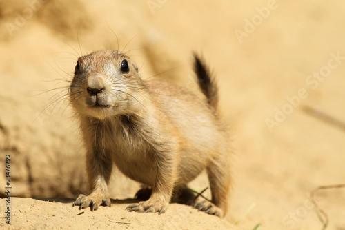 Baby prairie dog looking at you