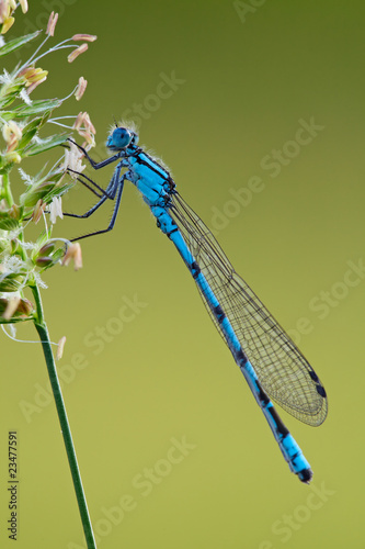 Gemeine Becherjungfer - Enallagma cyathigerum photo