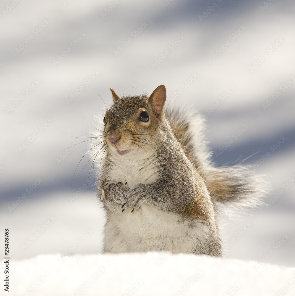 winter pose winter pose