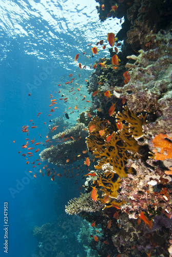 School of Lyretail anthias hovering next to a tropical reef.