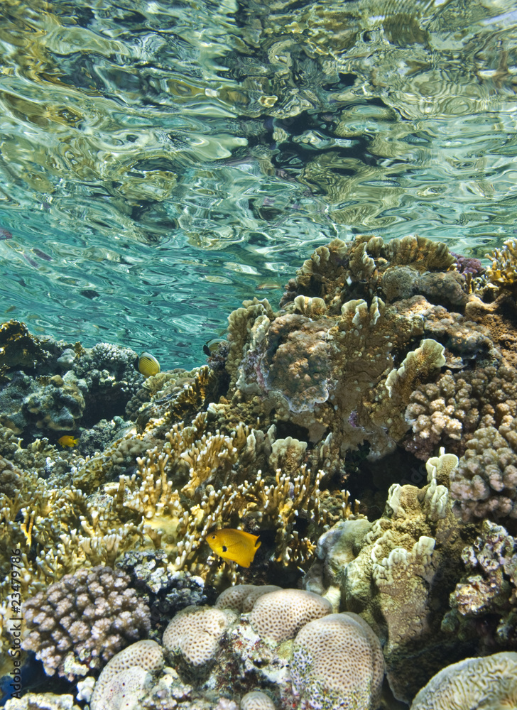 Obraz premium The shallows of a tropical coral reef.