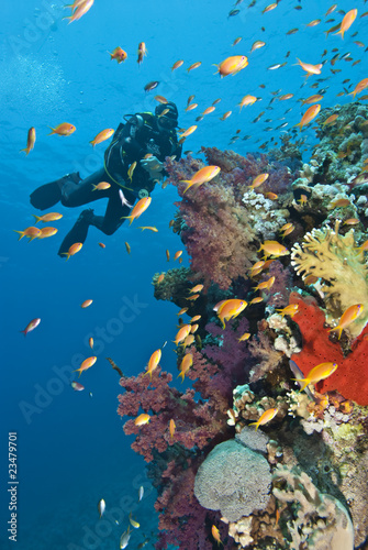 Diver approaching tropical colorful coral reef.