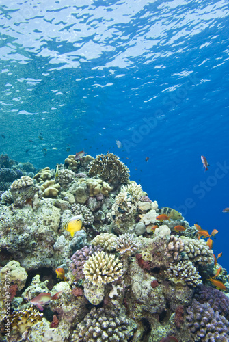 Fototapeta Naklejka Na Ścianę i Meble -  The shallows of a tropical coral reef.