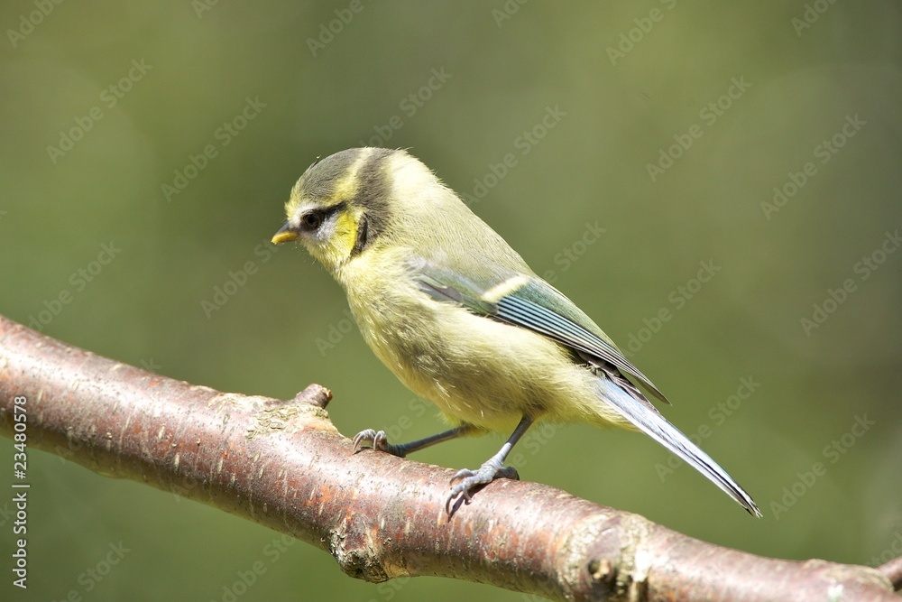 Obraz premium Blue Tit