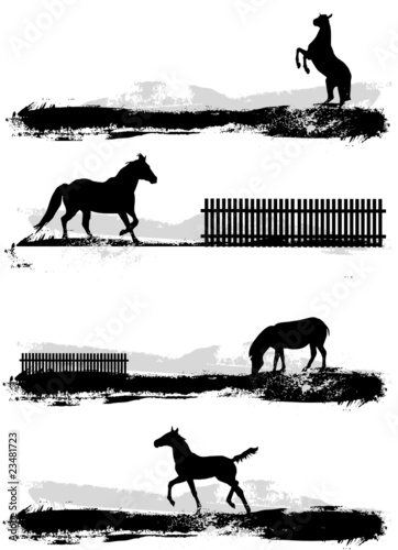 horse