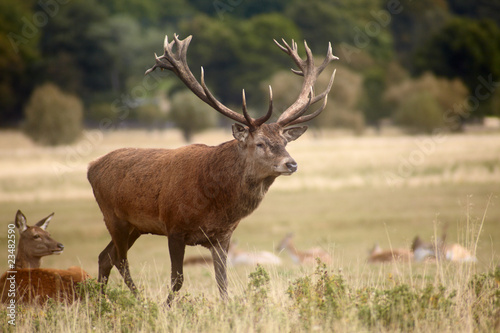 Herd of royal deer in oestrum time