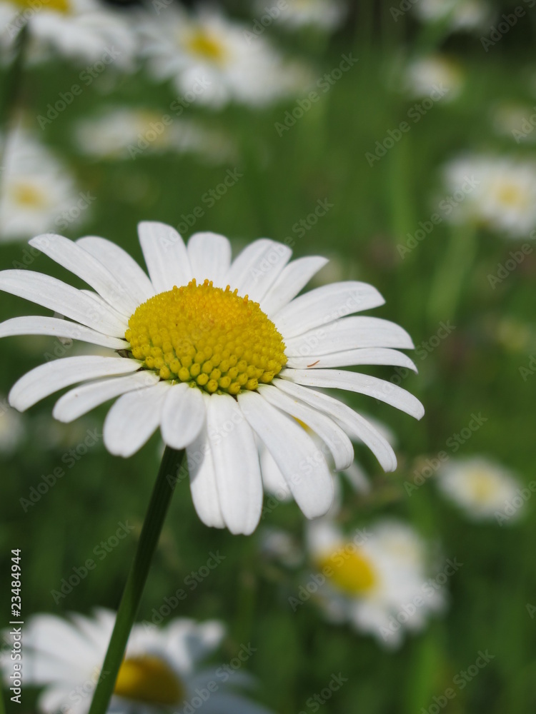 Obraz premium sommerwiese