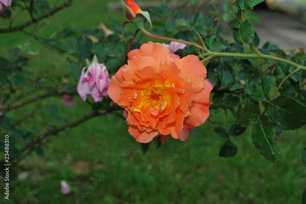 rose rose