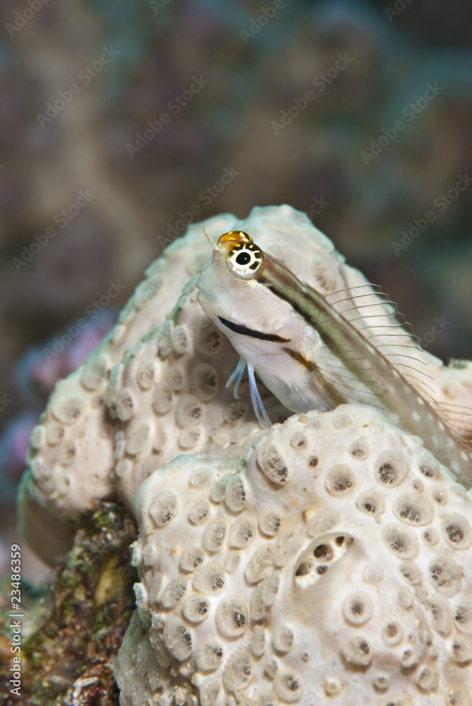 Obraz premium Red Sea combtooth blenny.
