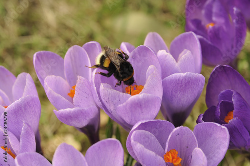 Blumen, Krokusse, Crocus photo