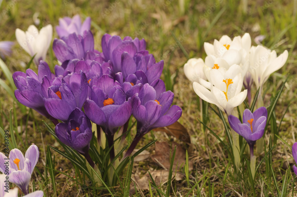 Fototapeta premium Blumen, Krokusse, Crocus