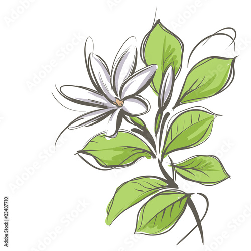 Tahitian Tiare - vector flower