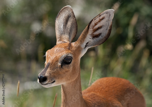 Steenbok photo