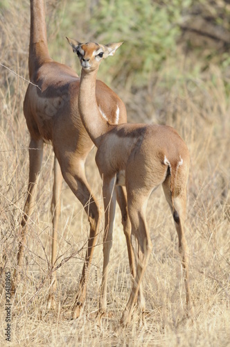 The Gerenuk  Litocranius walleri   Kenya  Africa