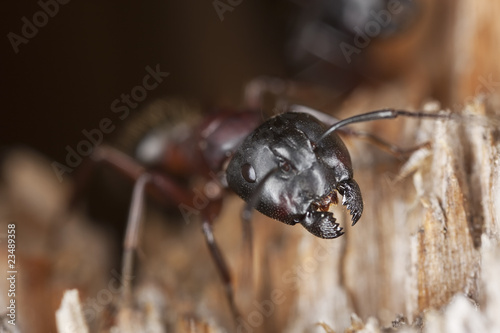 Carpenter ant guarding its nest.