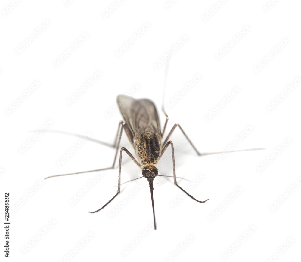 Mosquito isolated on white. Mosquito isolated on white.